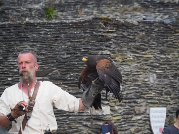 Roofvogelshow in Château de La Roche-en-Ardenne (België)